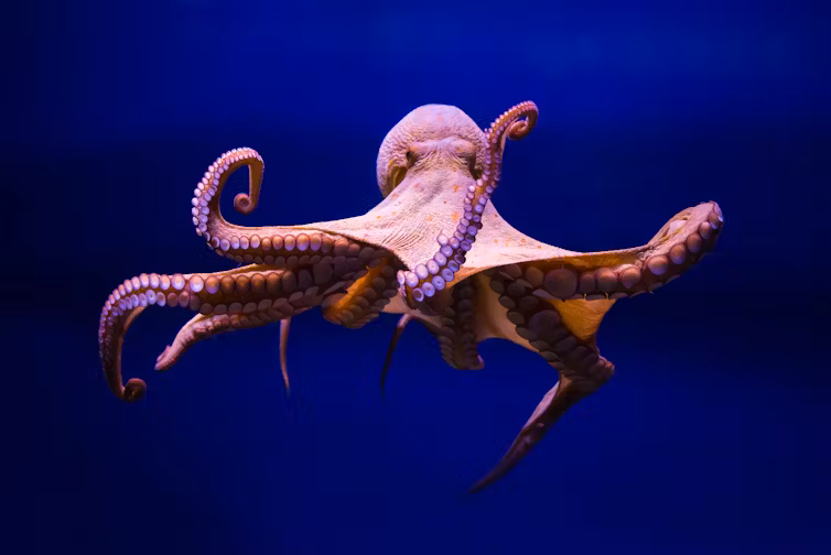 Octopus Tentacles